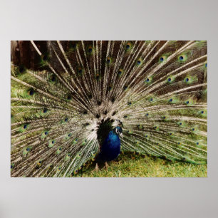 Pôster Peacock