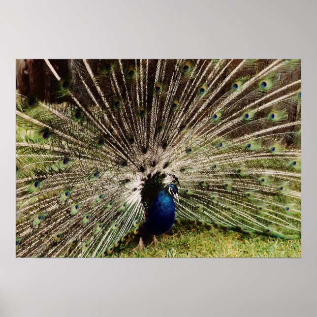 Pôster Peacock (Frente)