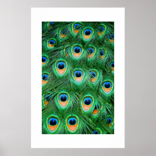 Pôster Peacock#2-Poster