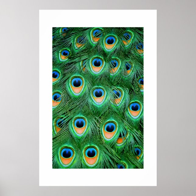 Pôster Peacock#2-Poster (Frente)