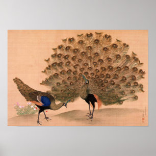 Pôster Peacock asiático