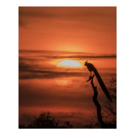 Pôster Peacock at Sunrise