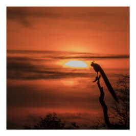 Pôster Peacock at Sunrise