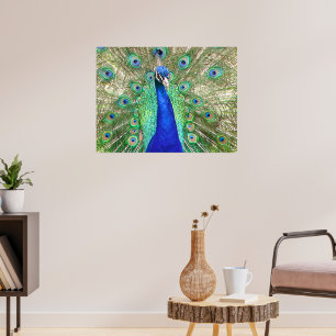 Poster Peacock Azul