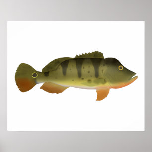 Poster Peacock Bass