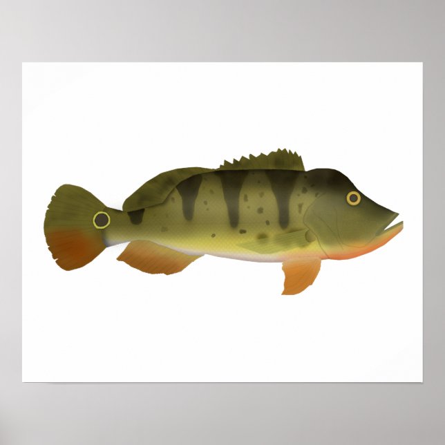 Poster Peacock Bass (Frente)