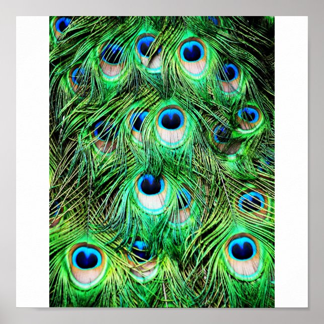 Pôster Peacock bonito (Frente)