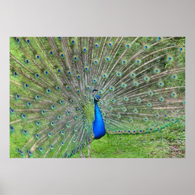 Pôster Peacock demonstrando sua cauda (Frente)