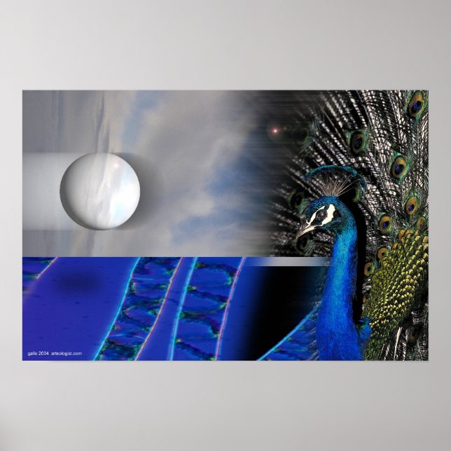 Pôster Peacock Dreams por Gregory Gallo (Frente)