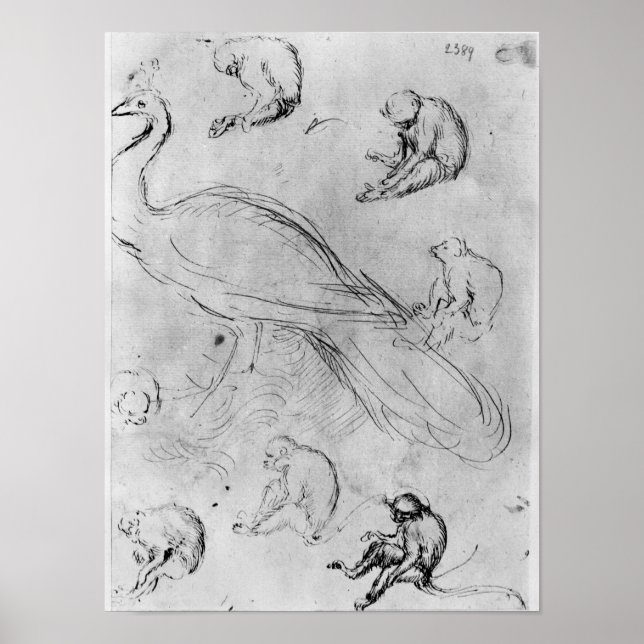 Pôster Peacock e seis macacos (Frente)