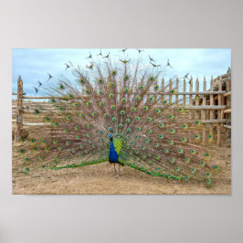Poster Peacock exibindo, velho Fort Corral de Bent