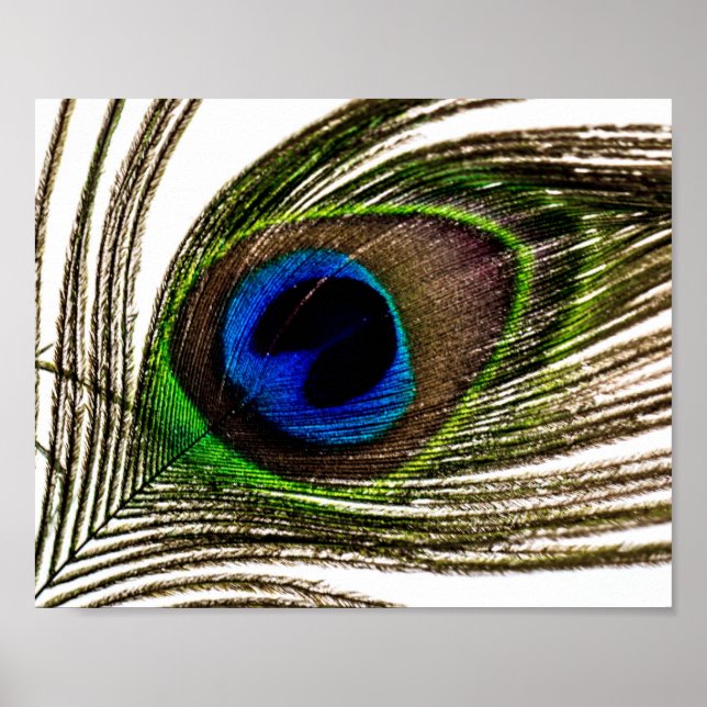 Pôster Peacock Feather (Frente)