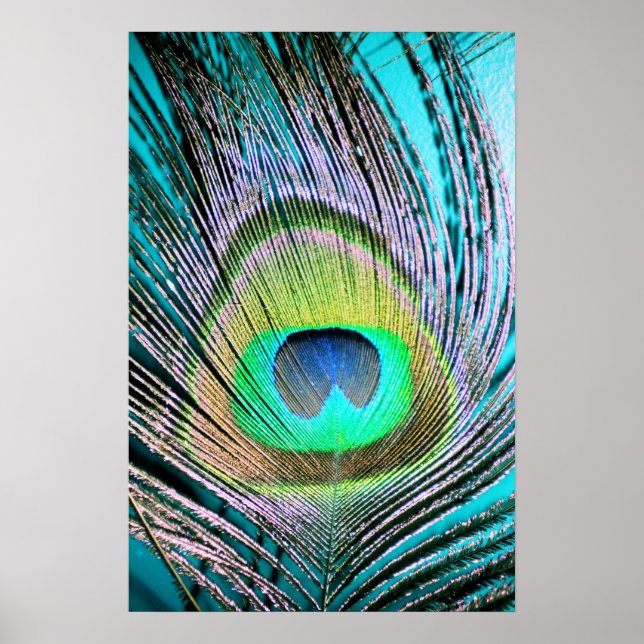 Pôster Peacock Feather em Turquoise (Frente)