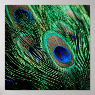 Poster Peacock Feather Lucky