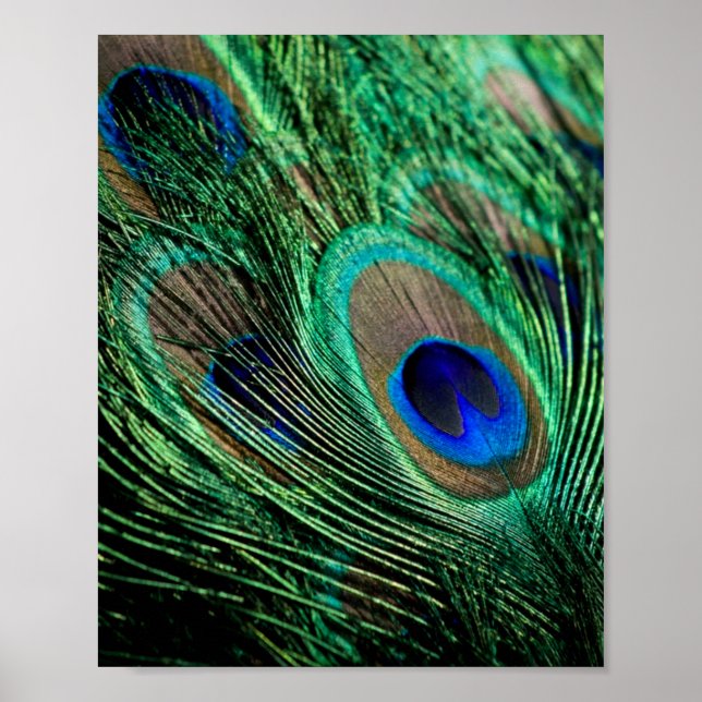 Poster Peacock Feather Lucky (Frente)