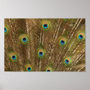 Pôster Peacock Feather Print