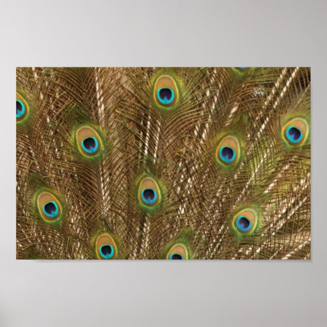 Pôster Peacock Feather Print (Frente)