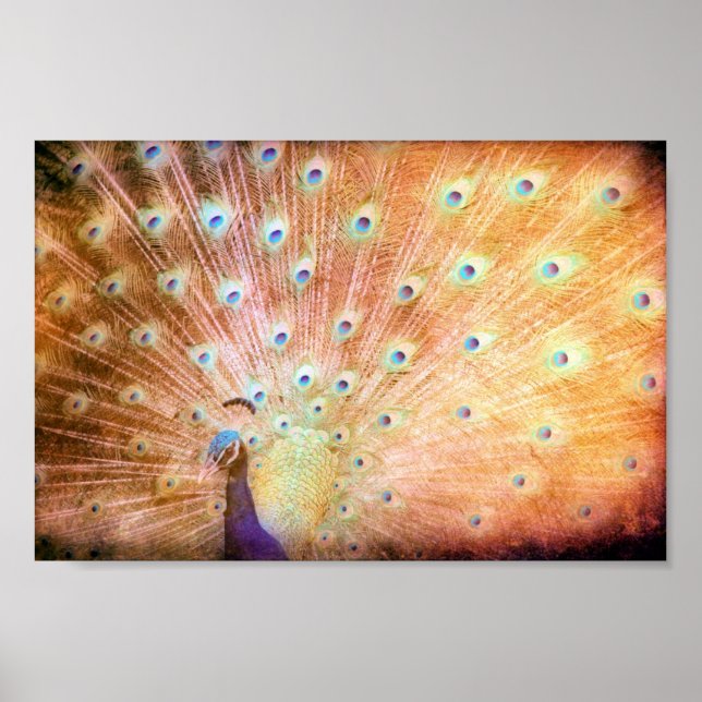 Poster Peacock Grunge (Frente)