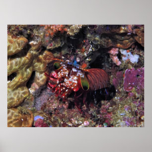 Poster Peacock Mantis Shrimp