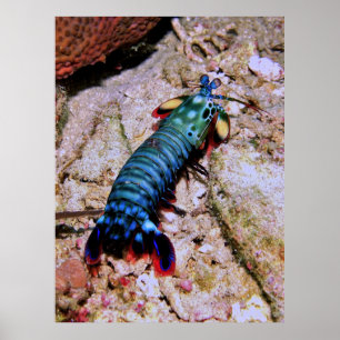 Poster Peacock Mantis Shrimp-Gilis