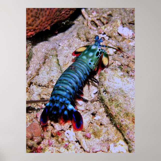 Poster Peacock Mantis Shrimp-Gilis (Frente)