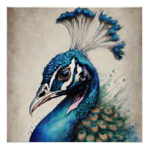 Peacock no 6 Glossy Poster