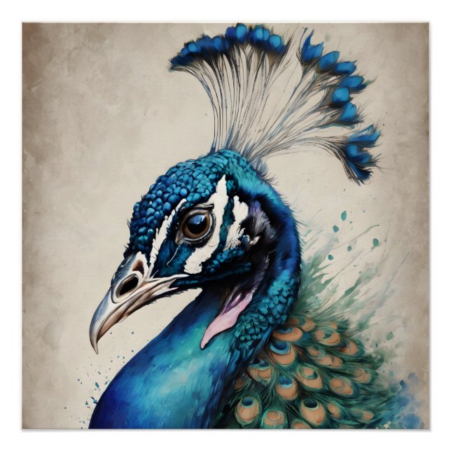 Pôster Peacock no 6 Glossy Poster (Frente)