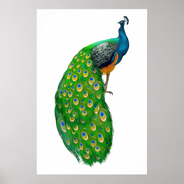 Poster Peacock Pequeno (Frente)