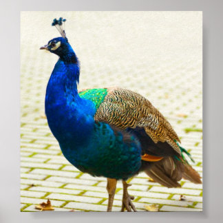 Pôster Peacock Photo