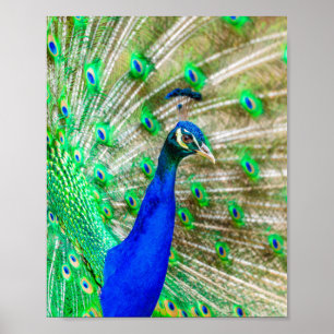 Poster Peacock Plumage
