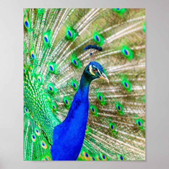 Poster Peacock Plumage (Frente)