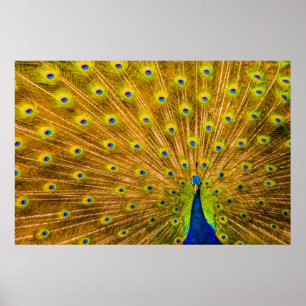 Poster Peacock, Silver Falls, Kauai, Havaí