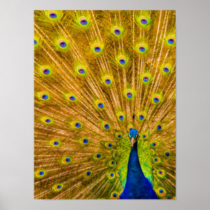 Poster Peacock, Silver Falls, Kauai, Havaí Vertical