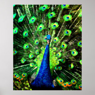 Poster Peacock Strut