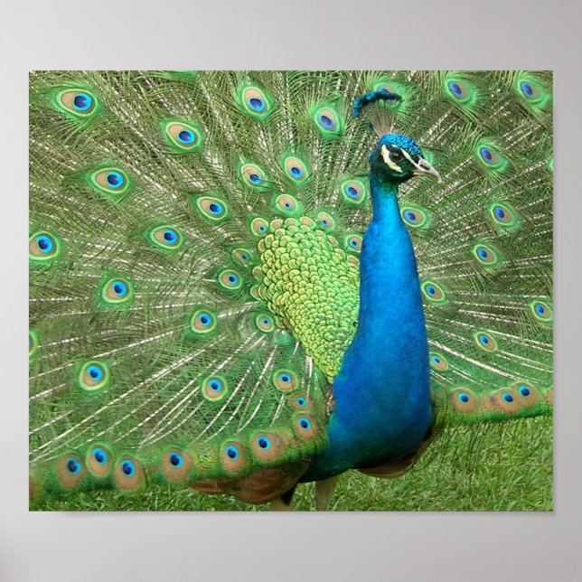Pôster Peacock Strut (Frente)