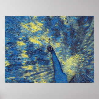 Poster Peacock Trabalho de arte em Van Gogh Starry Night