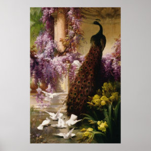 Pôster Peacock Vintage