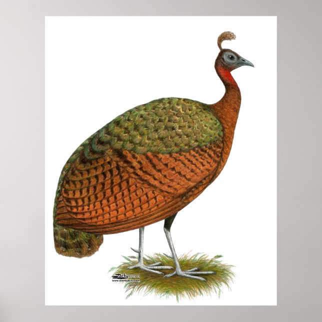 Pôster Peafowl:  Congo Peahen (Frente)