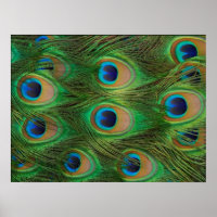 Peafowl/Impressão de Peacock