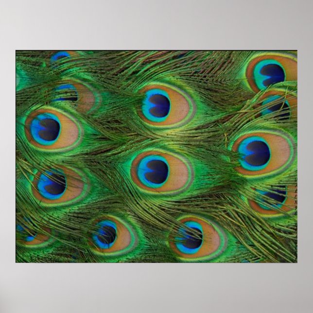 Poster Peafowl/Impressão de Peacock (Frente)