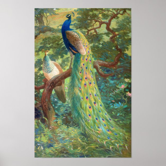 Poster Peafowl indiano | Charles Robert Knight (Frente)