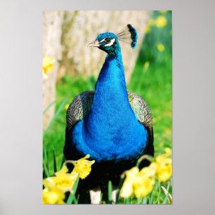 Poster Peafowl indiano entre flores narciso