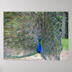 Pôster peafowl na flor completa