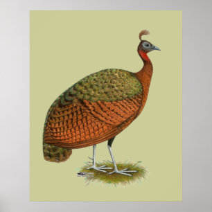 Pôster Peafowl:  Pahen do Congo