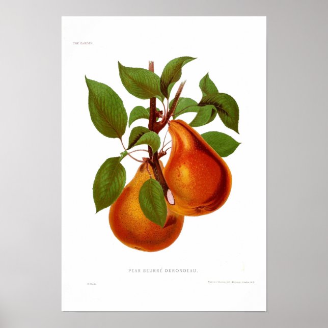 Poster Pear Beurre Durondeau (Frente)