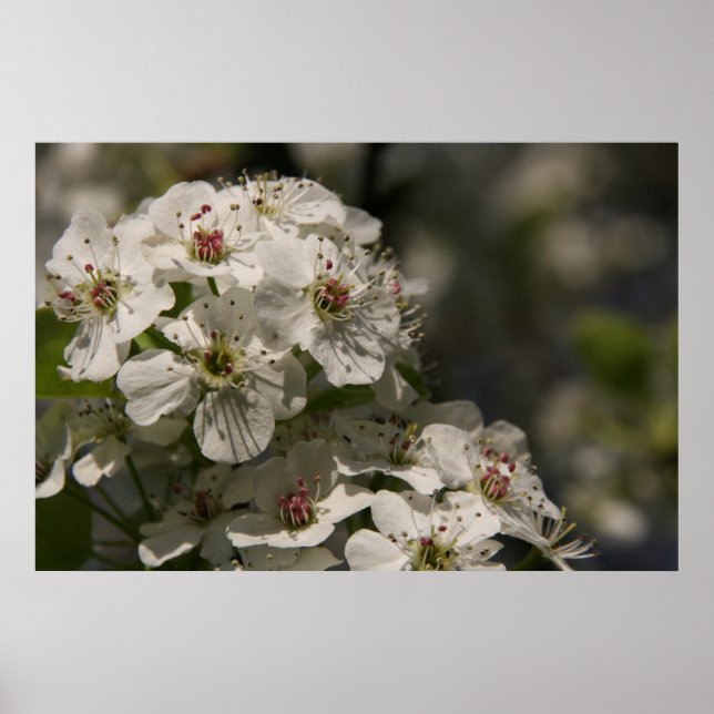Poster Pear Blossoms (Frente)