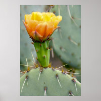 Pear Cactus e flor