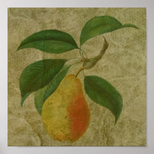 Pôster Pear Vintage