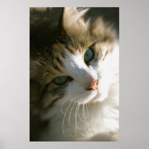 Poster Peça o gato do Tigre Calico