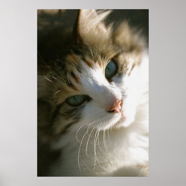 Poster Peça o gato do Tigre Calico (Frente)